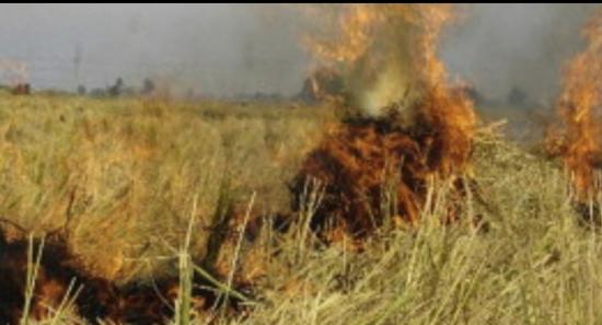 RRDI highlights issues of burning straw